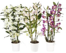 Dendrobium Mix FloraSelf