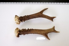 2 Geweihstangen vom Reh Geweih