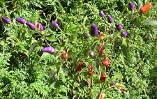 Aji de Jardin Chili 10+ Samen Peperoni scharf Saatgut aus eigenem Einbau 2024