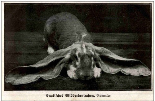 Englisches widderkaninchen - englisches,