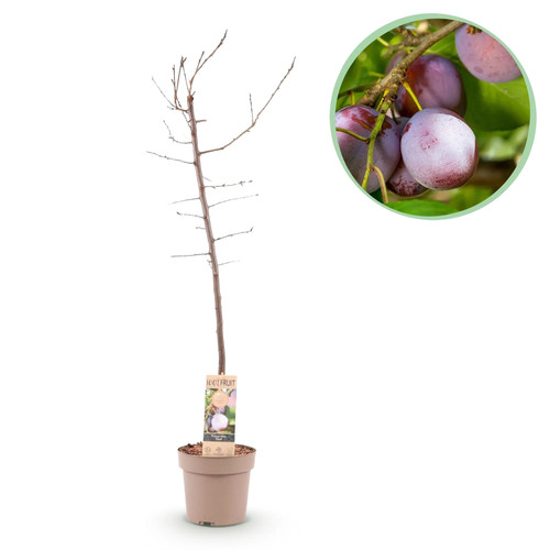 Pflaumenbaum prunus - –,