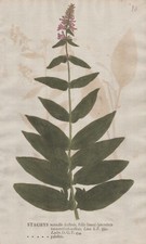 Stachys palustris Sumpf-Ziest