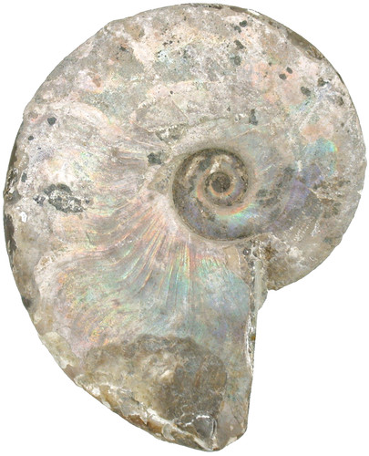 Kreide aioloceras besairiei - kreide,