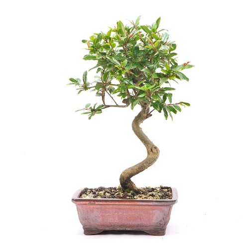 Bonsai granatapfel punica - bonsai, 'punica