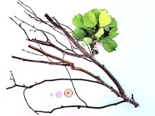 Vogel Sitzstangen Natur