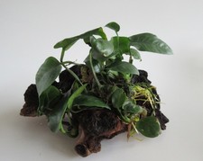 Mopani mit Anubias barteri - Speerblatt Eisenholz Aquarium Wasserpflanze Barsch