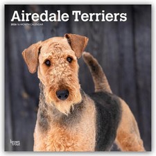 Airedale Terrier 2026 -