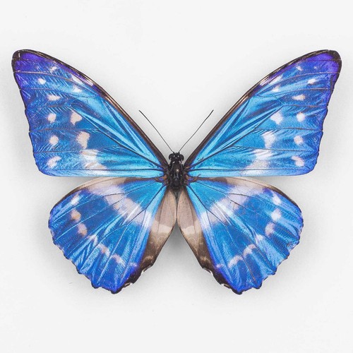 Morpho cypris lelargei - morpho,