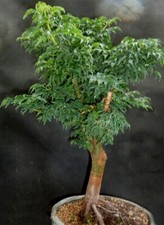Bonsai acer shishigashira - bonsai, p.