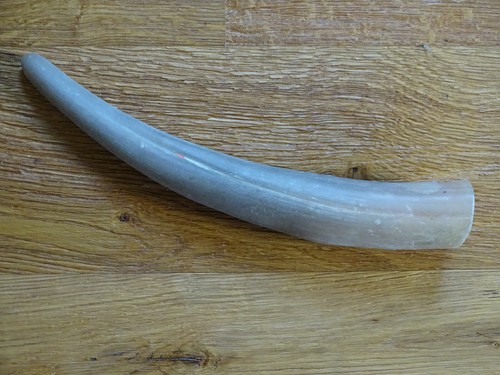 Großes stierhorn kuhhorn - stierhorn,