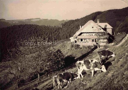 Falkensteig buchenbach - falkensteig,