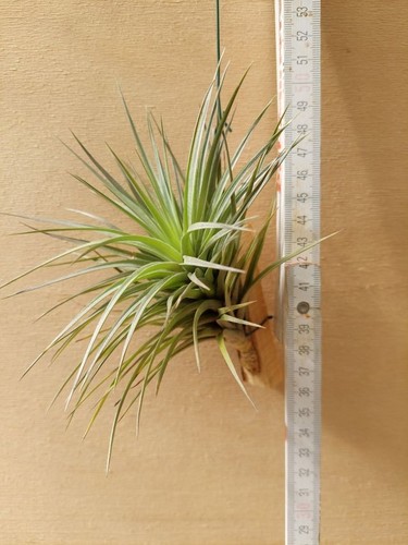 Tillandsia aeranthos l - aeranthos,
