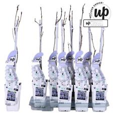 Blauregen - Wisteria