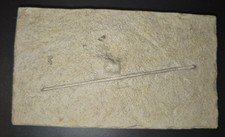 Solnhofen Fossil Sehr Grosser Seeigelstachel Tolles Sammlerstück