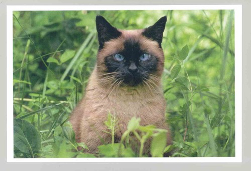 Postkarte katze neu - postkarte,