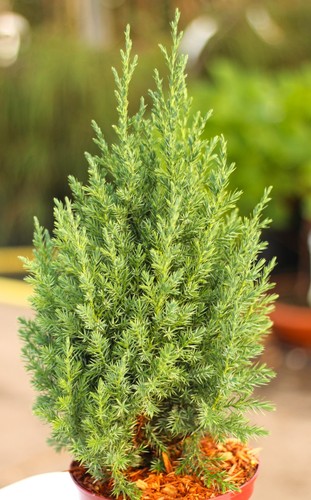 Wacholder juniperus chinensis - juniperus,