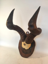 Kuhantilope Kudu Antilope Trophäe Geweih Deutsch-Südwestafrika Kolonie Jagd Horn