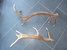 Abwurfstangen Rothirsch Geweih