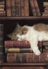 Postkarte: schlafende Katze im Buchregal