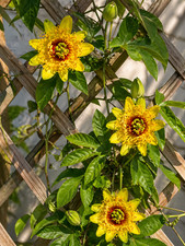 Sale3010 passiflora - sale3010,