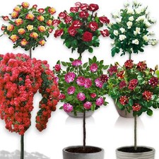 Stammrosen - 120 cm hoch - Geeignet für Töpfe - Ideal für Balkon, Terrasse