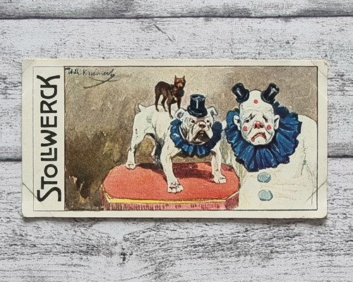 Hunde zikus kostüm - zikus, 453