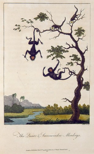 William blake quato - -,