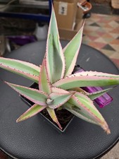 Agave guiengola variegata