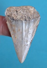 4,8 cm weißer Hai Zahn aus