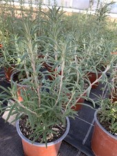 Rosmarin Pflanze aus eigenem