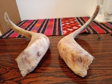 ECHTE GEWEIH ,HÖRNER vom Ziegenbock , Ziege, (cod.NK20) Gesamtlänge (ca92cm Beid