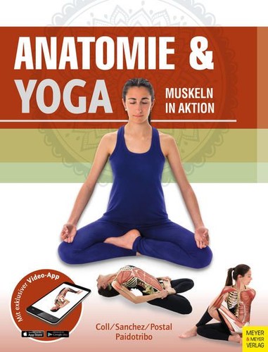 Anatomie yoga muskeln in - yoga,