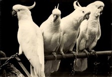 Ak Berlin Lichtenberg Friedrichsfelde, Tierpark Berlin, Kakadus - 4753909