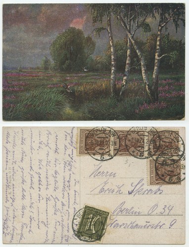 36471 birken in - 36471,
