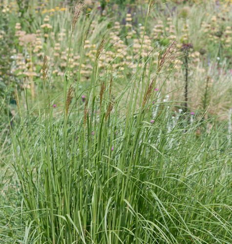 Goldbart chrysopogon gryllus - goldbart,
