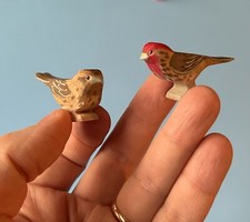 House Finches birds pair