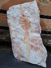 Großes Pflanzenfossil 41cm
