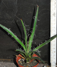 Agave parviflora