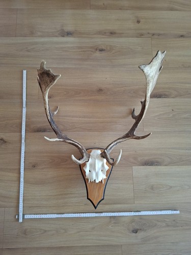 Hirschgeweih damhirsch - ,,