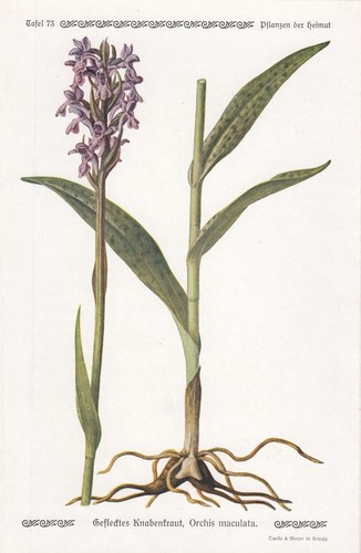 Chromo lithografie 1913 - chromo-lithografie,