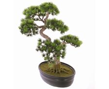 Japanischer Pinien Bonsai mit