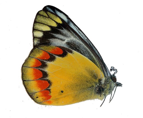 Lepidoptera pieridae delias - lepidoptera,, pieridae,