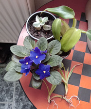 1 Paket Zimmerpflanzen