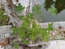 Zitronengeranie Pelargonie graveolens Duftgeranie Flauschig im Topf hellgrün