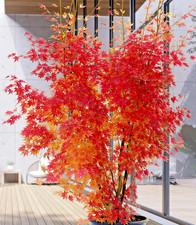 Acer palmatum 'Orange Dream' /