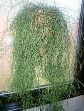 Kaktus Rhipsalis - 9 frisch geschnittene  Ableger 