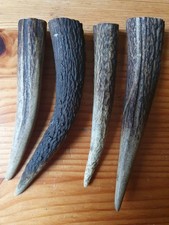 Geweihspitzen Abwurfstangen