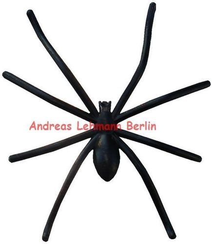 Spinne winkelspinne - spinne,