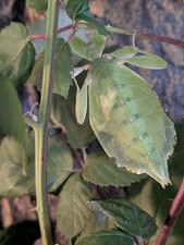 25 Eier Wandelndes Blatt (Phyllium philippinicum) - August 2025