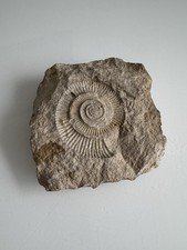 Alter Ammonit Fossil Schnecke